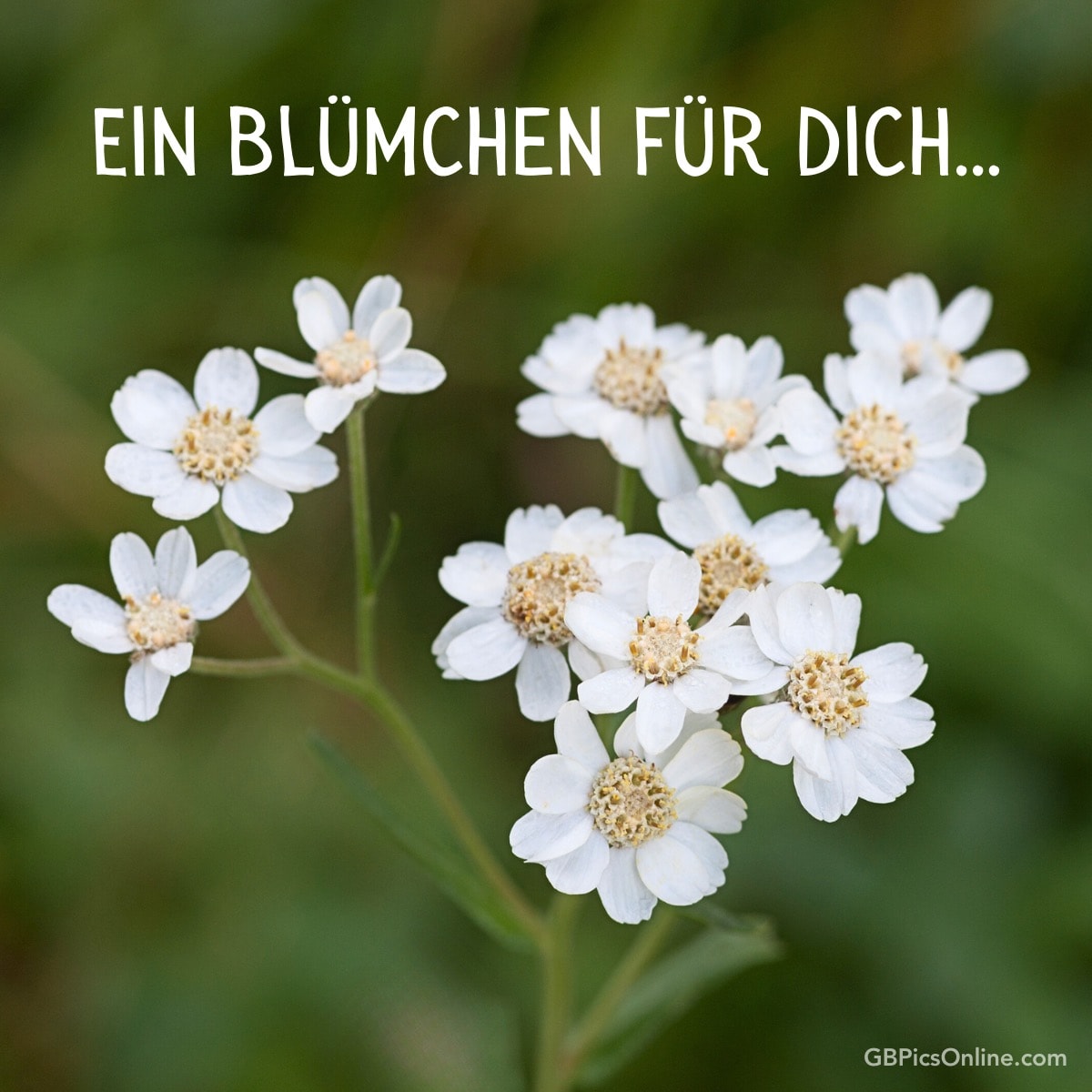 Weiße Blumen mit Text „Ein Blümchen für dich...“ oben