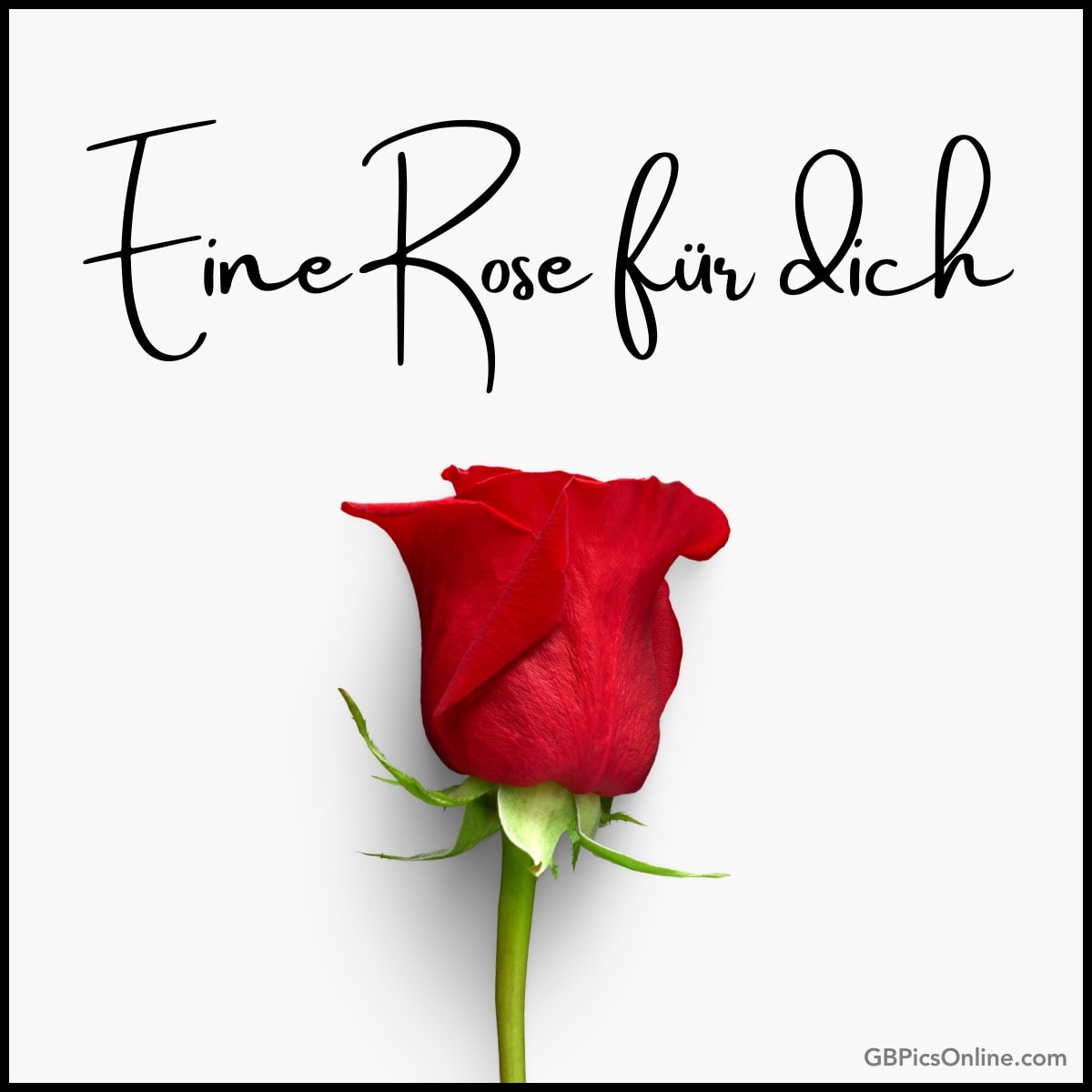 Eine rote Rose mit der Aufschrift „Eine Rose für Dich“ auf weißem Hintergrund