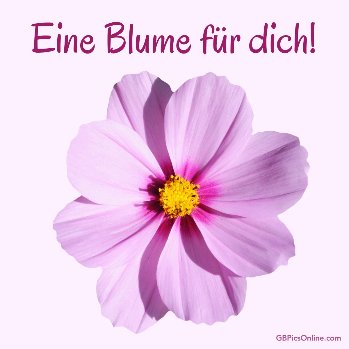 Eine rosa Blume mit gelbem Kern und dem Text „Eine Blume für dich!“