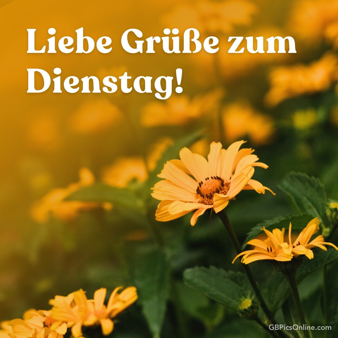 Gelbe Blumen und Text „Liebe Grüße zum Dienstag!“ auf orangem Hintergrund