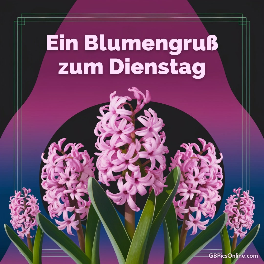 Rosa Hyazinthen auf lila Hintergrund, Text „Ein Blumengruß zum Dienstag“