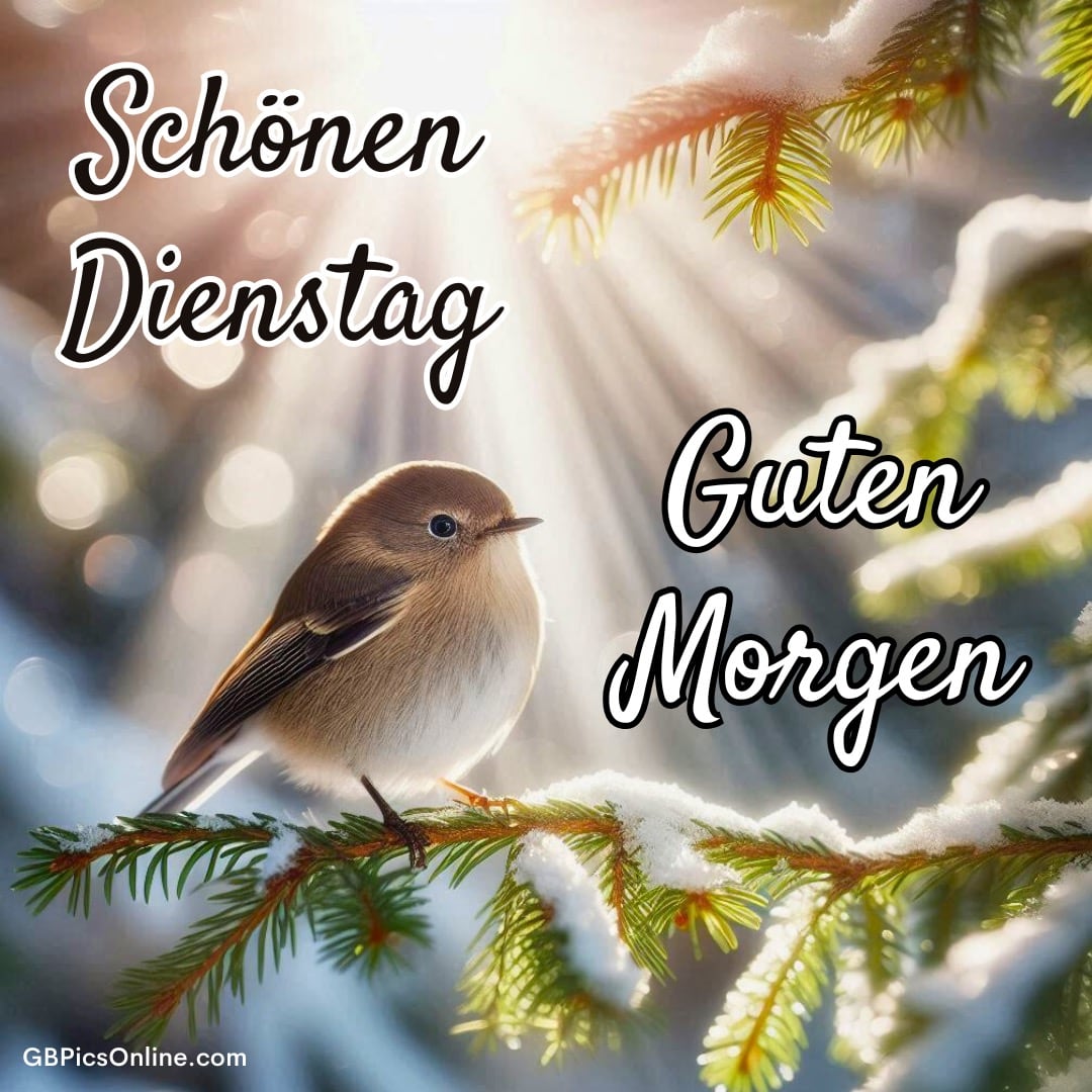 Kleiner Vogel sitzt auf verschneitem Tannenzweig im Sonnenlicht, mit Grußtext