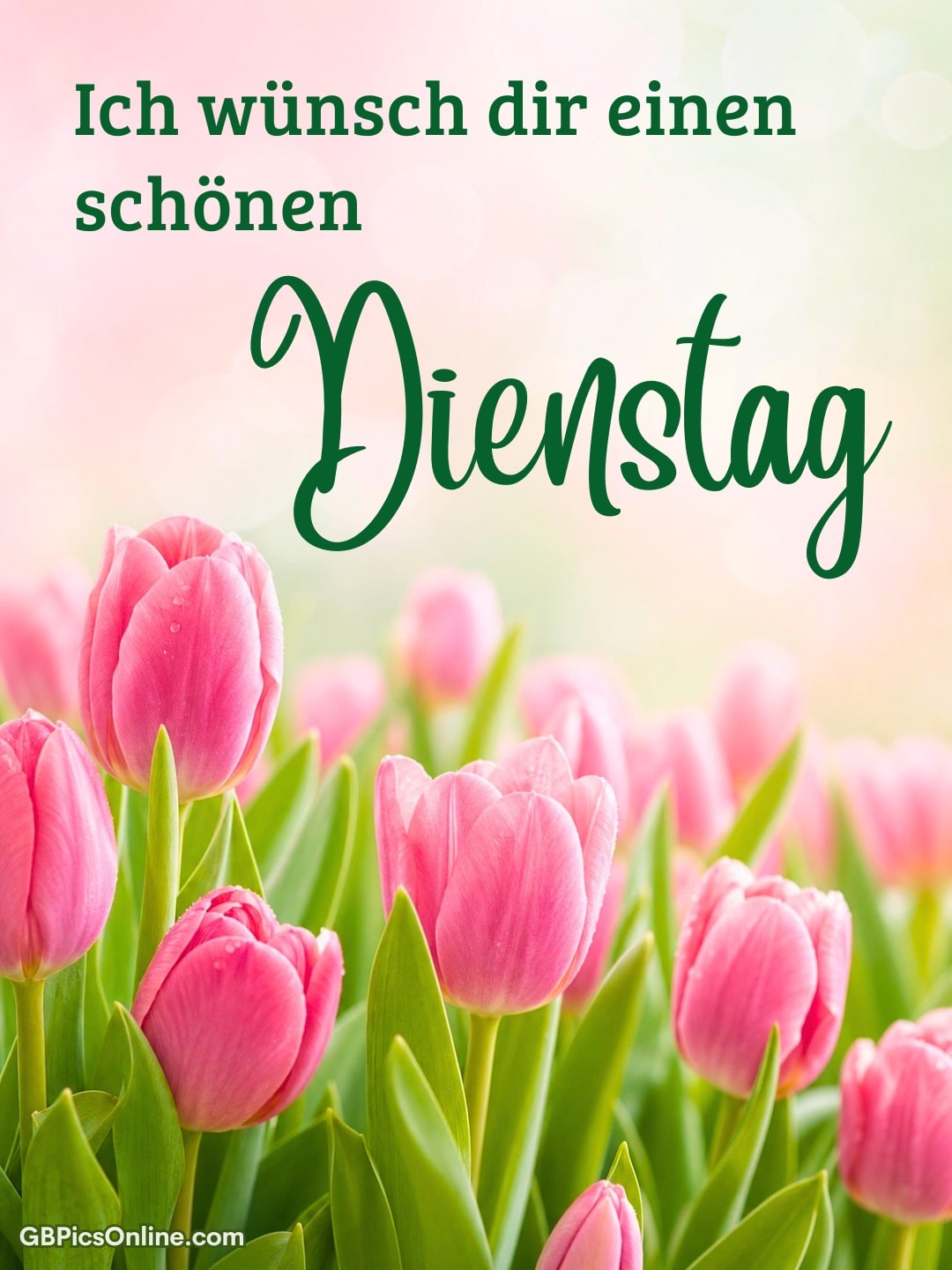 Grußtext „Ich wünsch dir einen schönen Dienstag“ über rosa Tulpen vor hellem Hintergrund