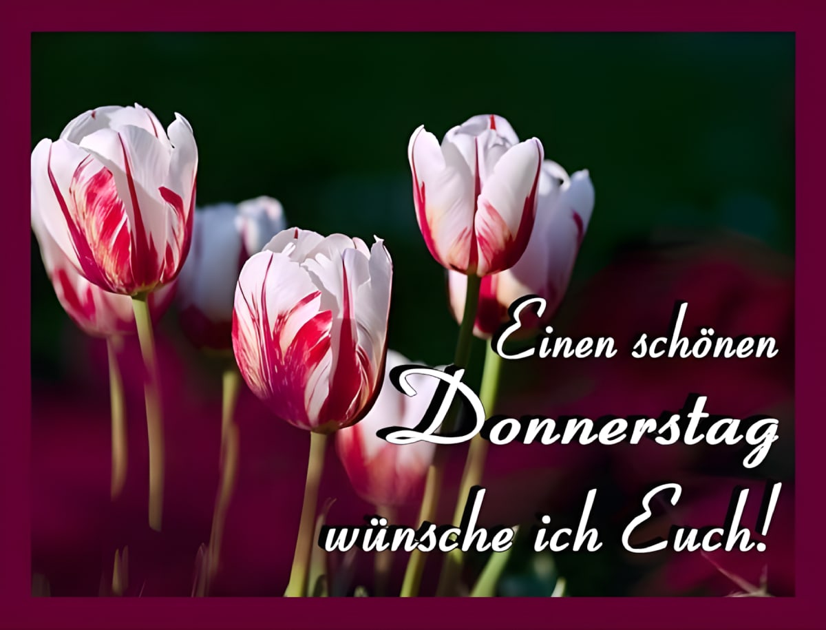 Weiße und rote Tulpen mit Wünschen für einen schönen Donnerstag