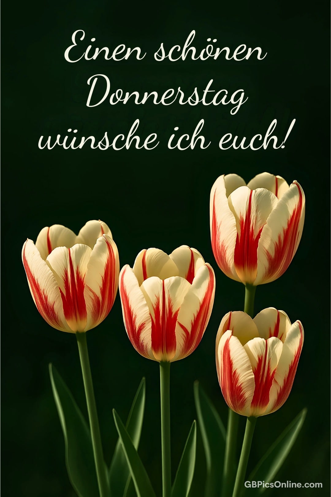 Weiße und rote Tulpen auf dunklem Hintergrund mit Donnerstagsgruß