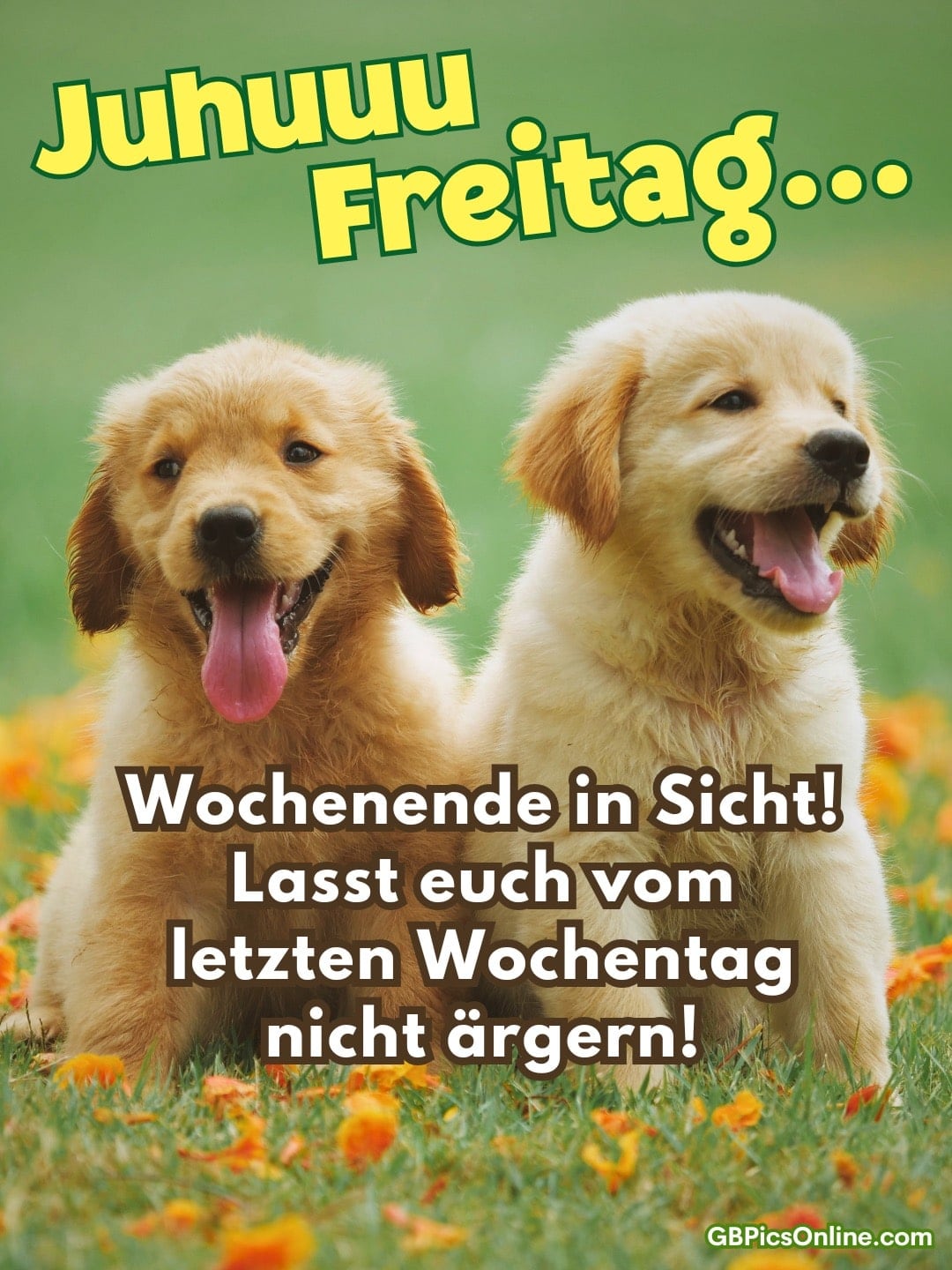 Zwei Golden-Retriever-Welpen sitzen im Gras zwischen Blüten und hecheln fröhlich