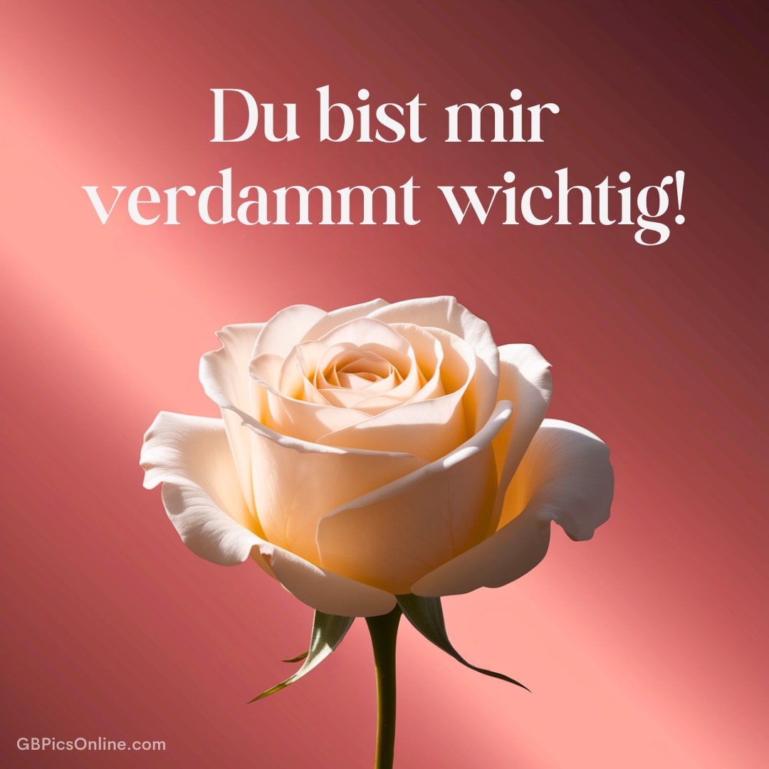 Eine einzelne, creme-weiße Rose mit dem Text „Du bist mir verdammt wichtig!“ auf rotem Hintergrund