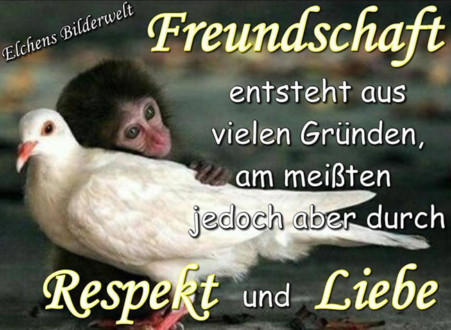 freundschaft liebe