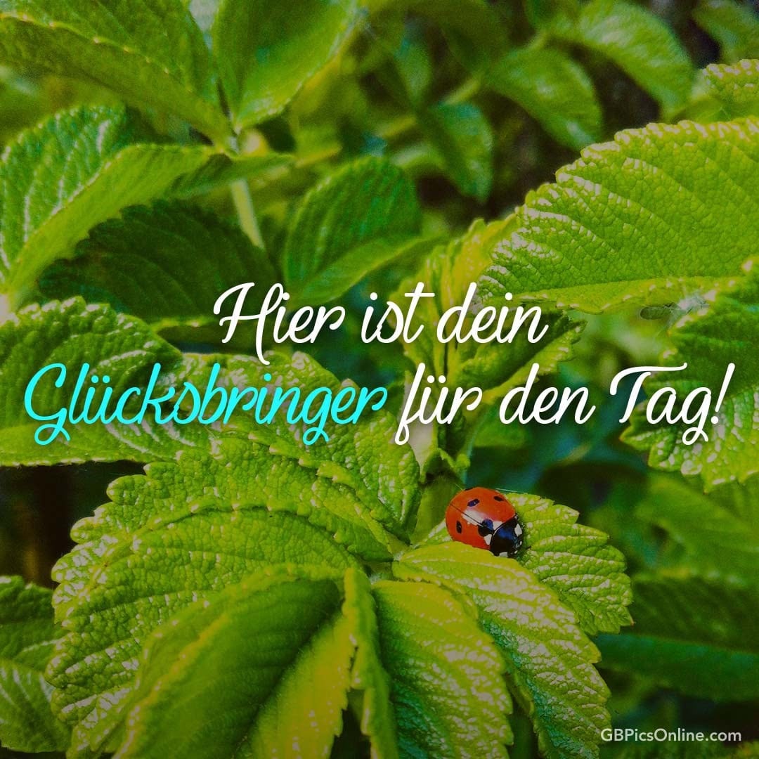 Grüne Blätter mit Marienkäfer und Text: „Hier ist dein Glücksbringer für den Tag!“