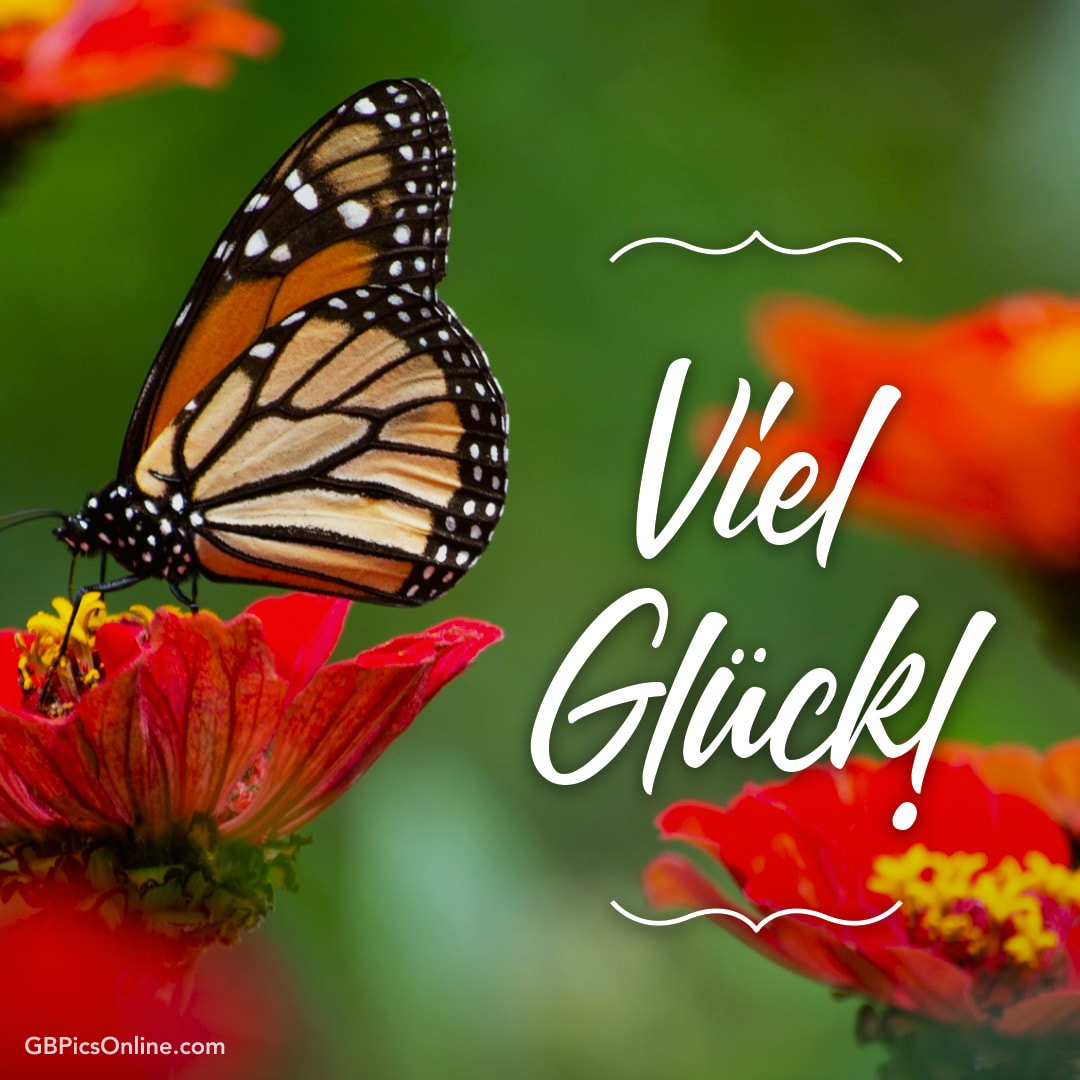 Ein Schmetterling auf einer Blume mit „Viel Glück!“ Text