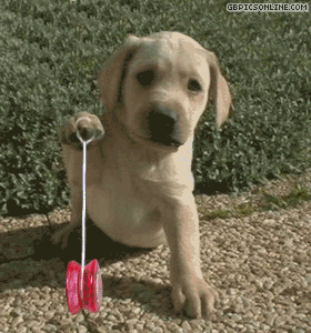 Hund spielt mit einem Jo-Jo