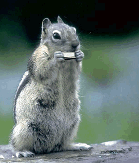 Eichhörnchen rockt die Mundharmonika