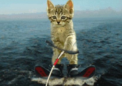 Ein Katze beim Windsurfen - was auch...