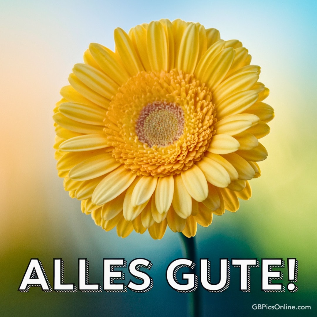 Sonnige gelbe Blume mit „Alles Gute!“ Schriftzug vor sanftem Hintergrund