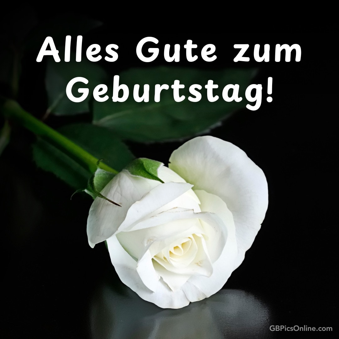 Eine weiße Rose liegt auf dunklem Hintergrund, darüber steht der Text: „Alles Gute zum Geburtstag!“ in weißer Schrift