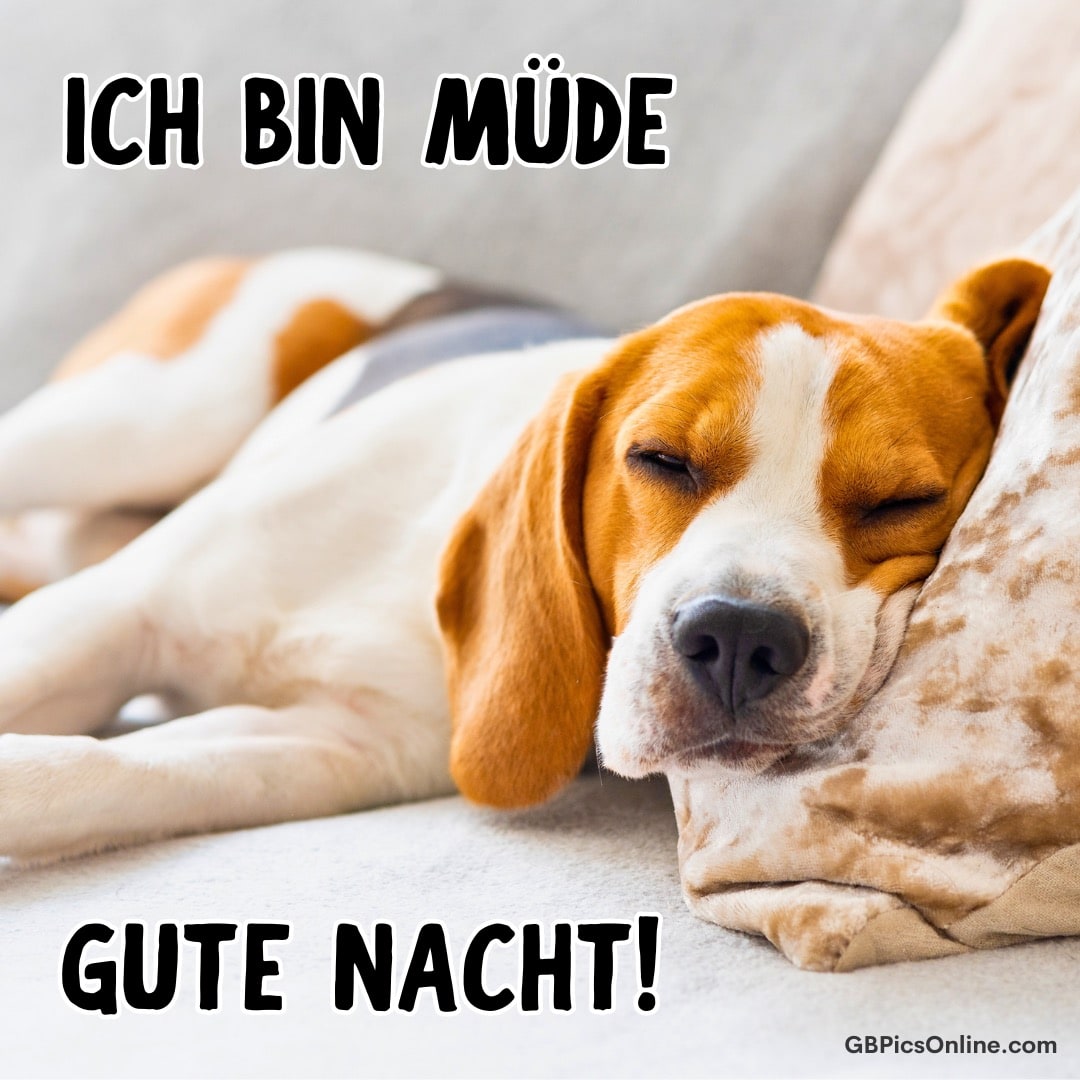 Ein schlafender Beagle-Hund wirkt sehr müde, Text sagt „Ich bin müde, Gute Nacht!“