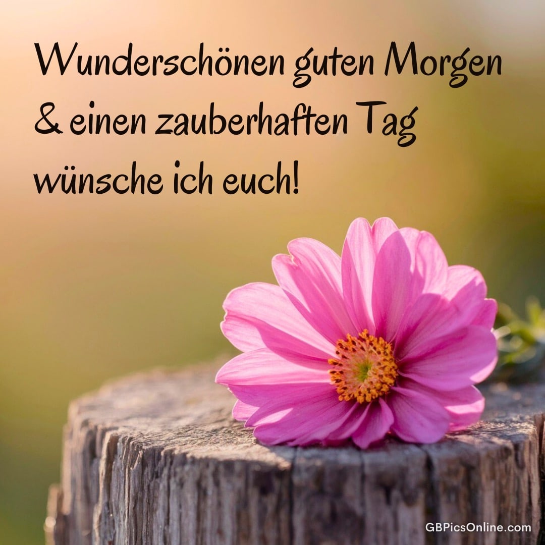 Eine pinke Blume liegt auf einem Baumstumpf, dazu ein Wunsch für einen wunderschönen, zauberhaften Tag