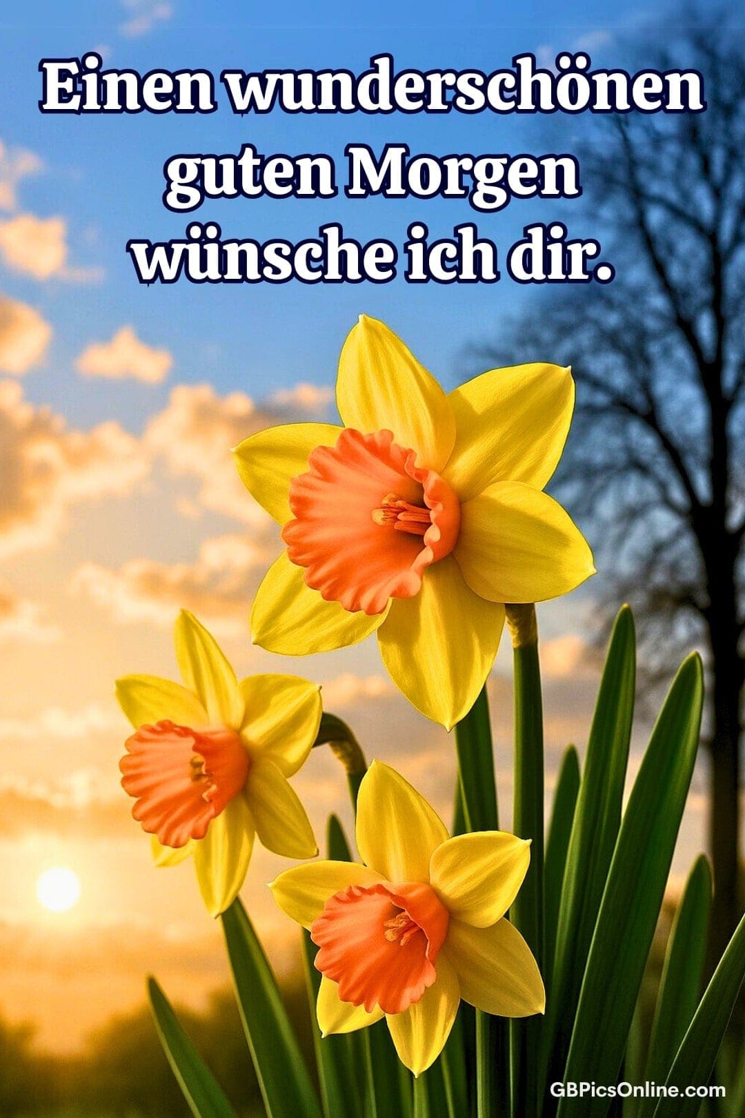 Sonnenaufgang und leuchtende Narzissen vor einem blauen Himmel