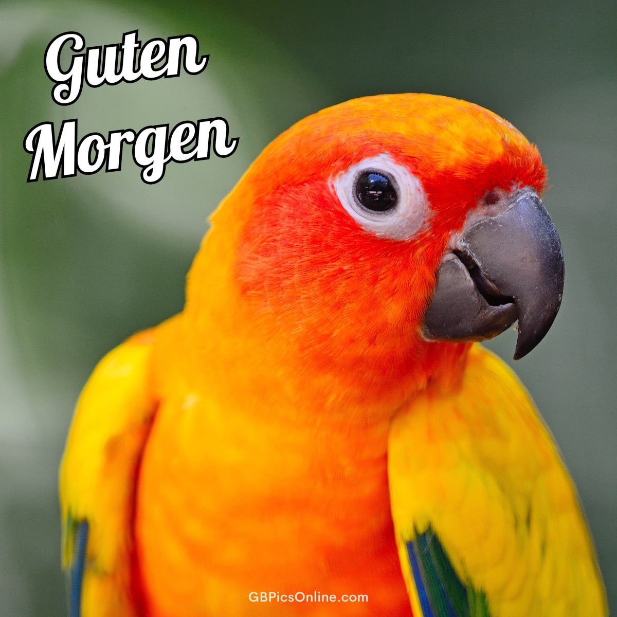 Nahaufnahme eines bunten Papageis mit „Guten Morgen“ Text