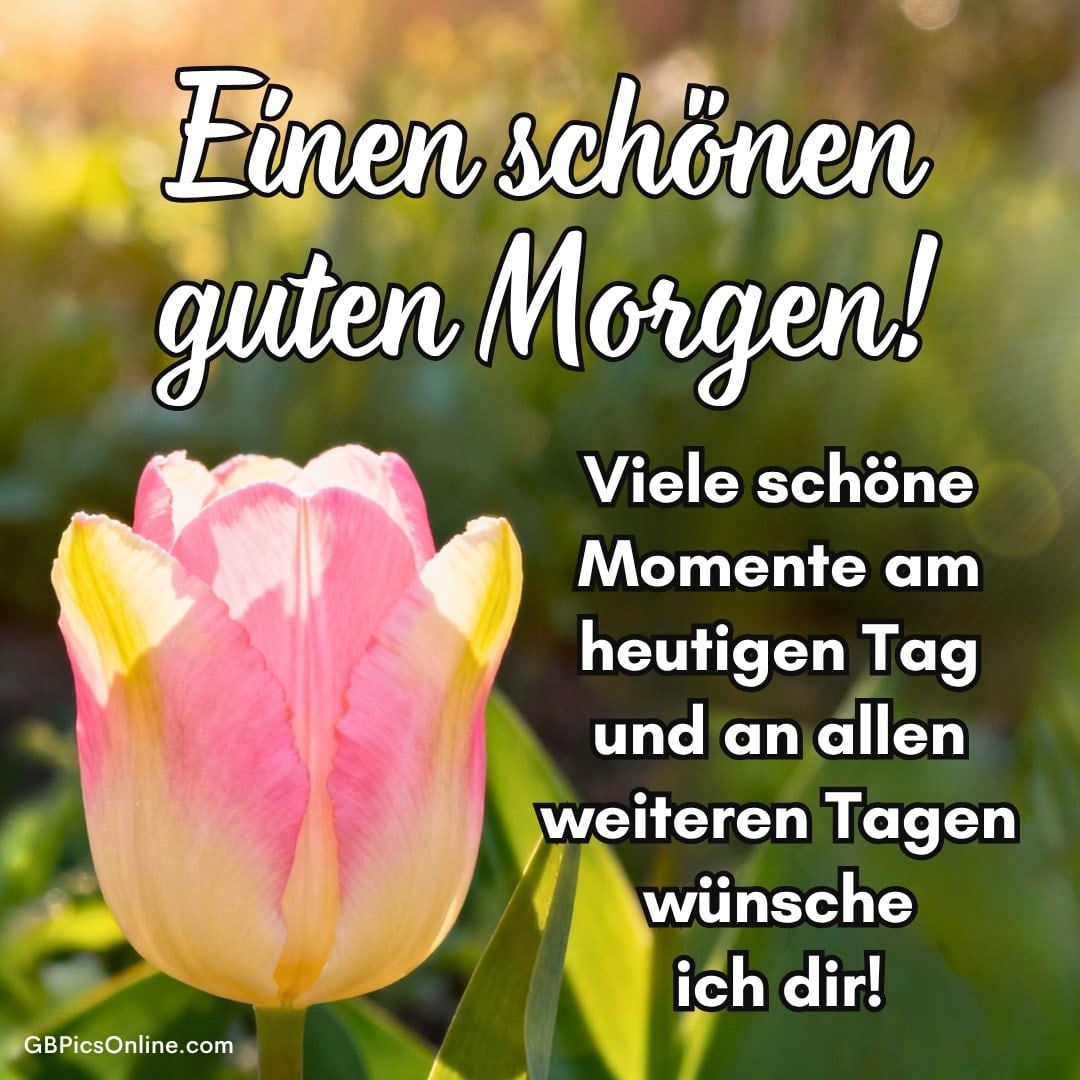 Tulpe im Sonnenlicht vor unscharfem Grün mit Grußtext: „Einen schönen guten Morgen!“