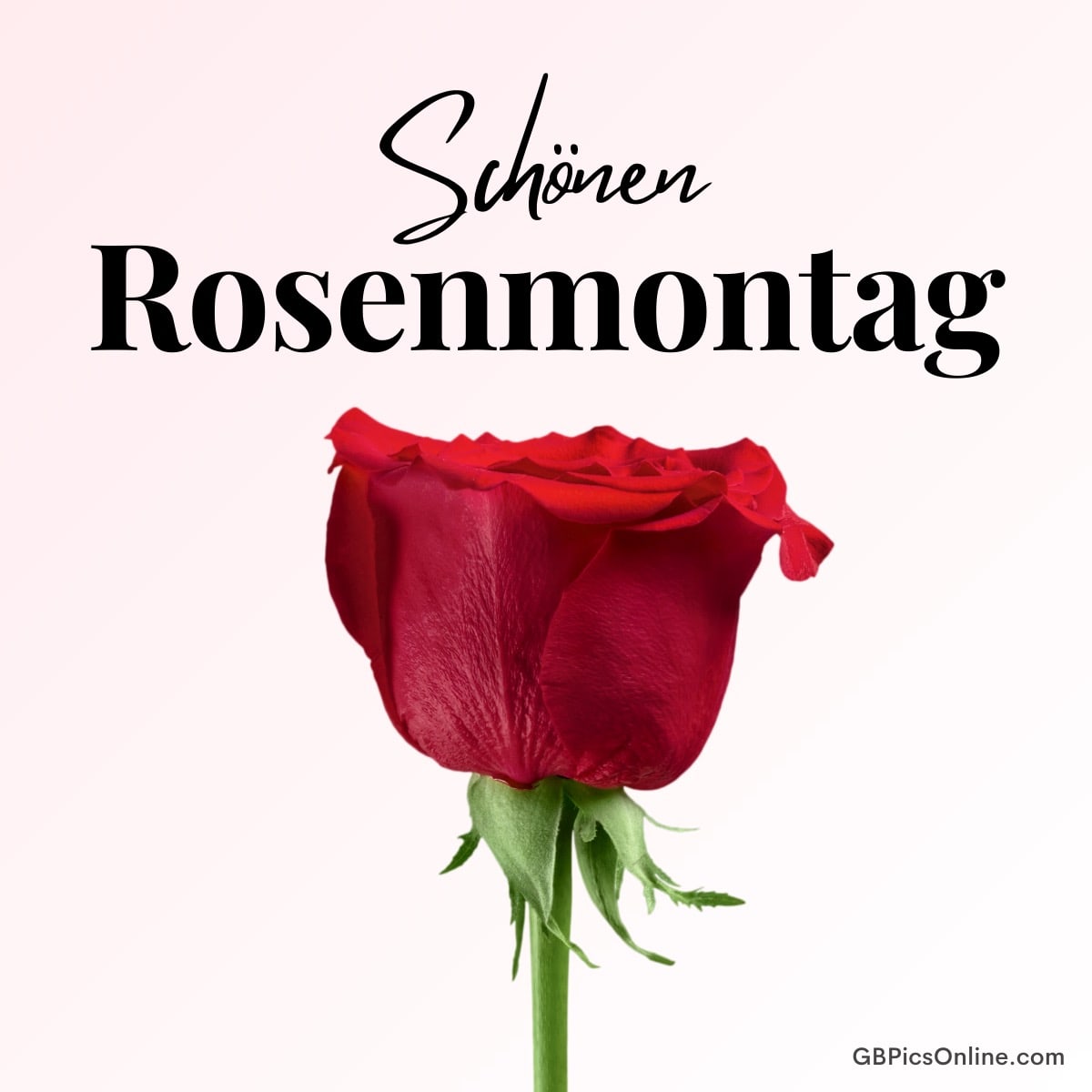 Eine rote Rose mit dem Text „Schönen Rosenmontag“ auf hellem Hintergrund
