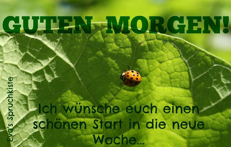 Start bilder neue guten die in woche englisch guten Start