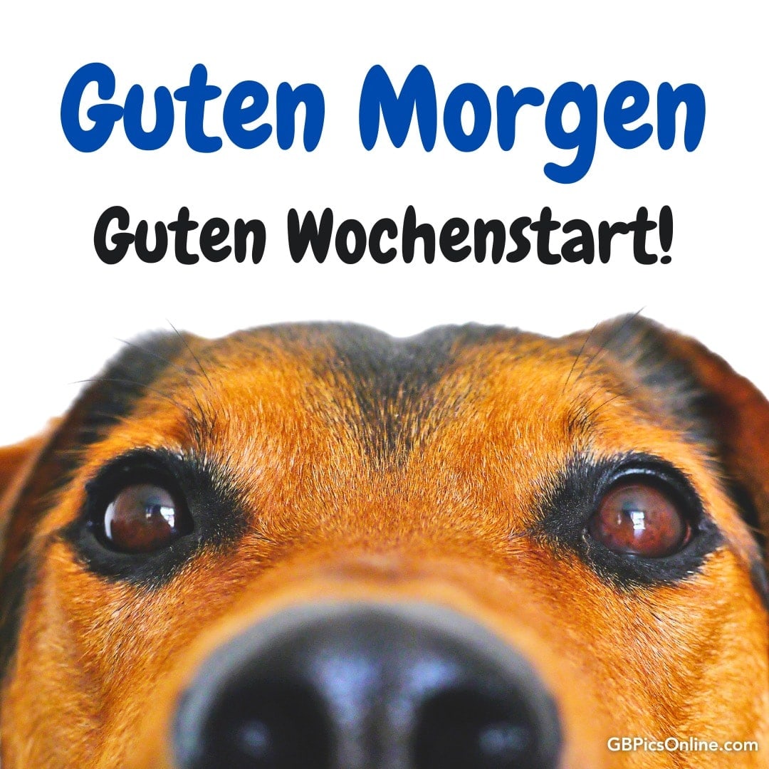 Nahaufnahme eines Hundes mit der Aufschrift „Guten Morgen, Guten Wochenstart!“ oben