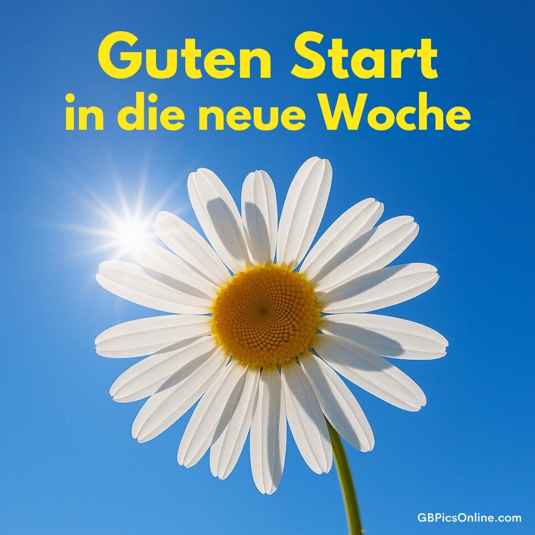 Eine Margerite vor blauem Himmel und Sonnenschein, dazu der Text: Guten Start in die neue Woche