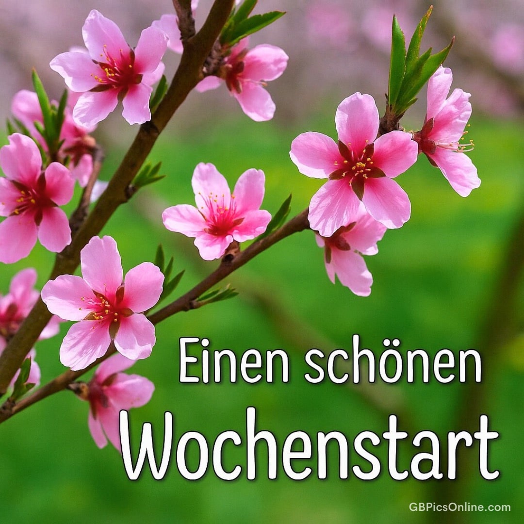 Rosafarbene Blüten an einem Ast vor grünem Hintergrund, dazu der Text: „Einen schönen Wochenstart“