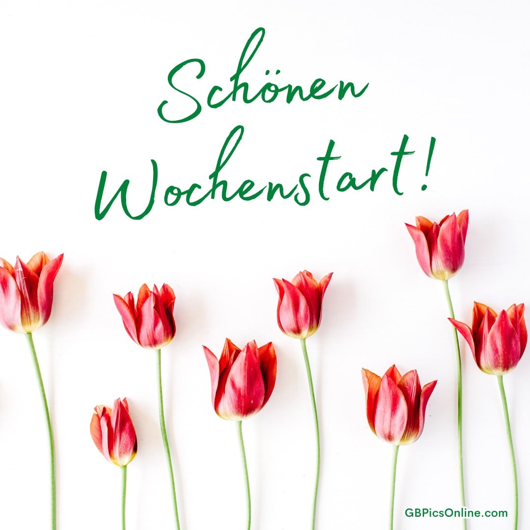 Rote Tulpen mit langen Stielen auf weißem Hintergrund, darüber der grüne Schriftzug „Schönen Wochenstart!“