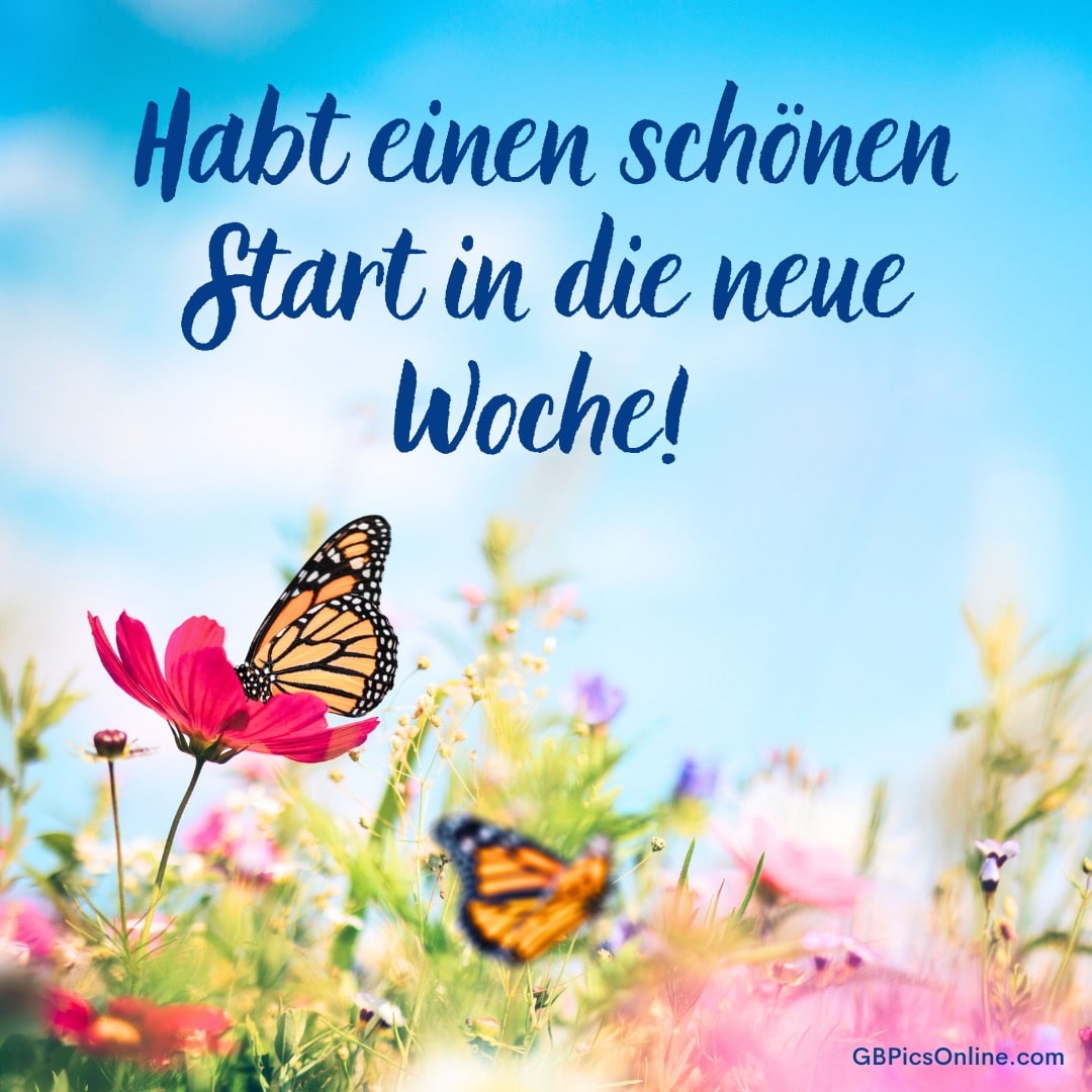 Blauer Himmel, bunte Blumenwiese mit zwei Schmetterlingen und dem Text: „Habt einen schönen Start in die neue Woche!“