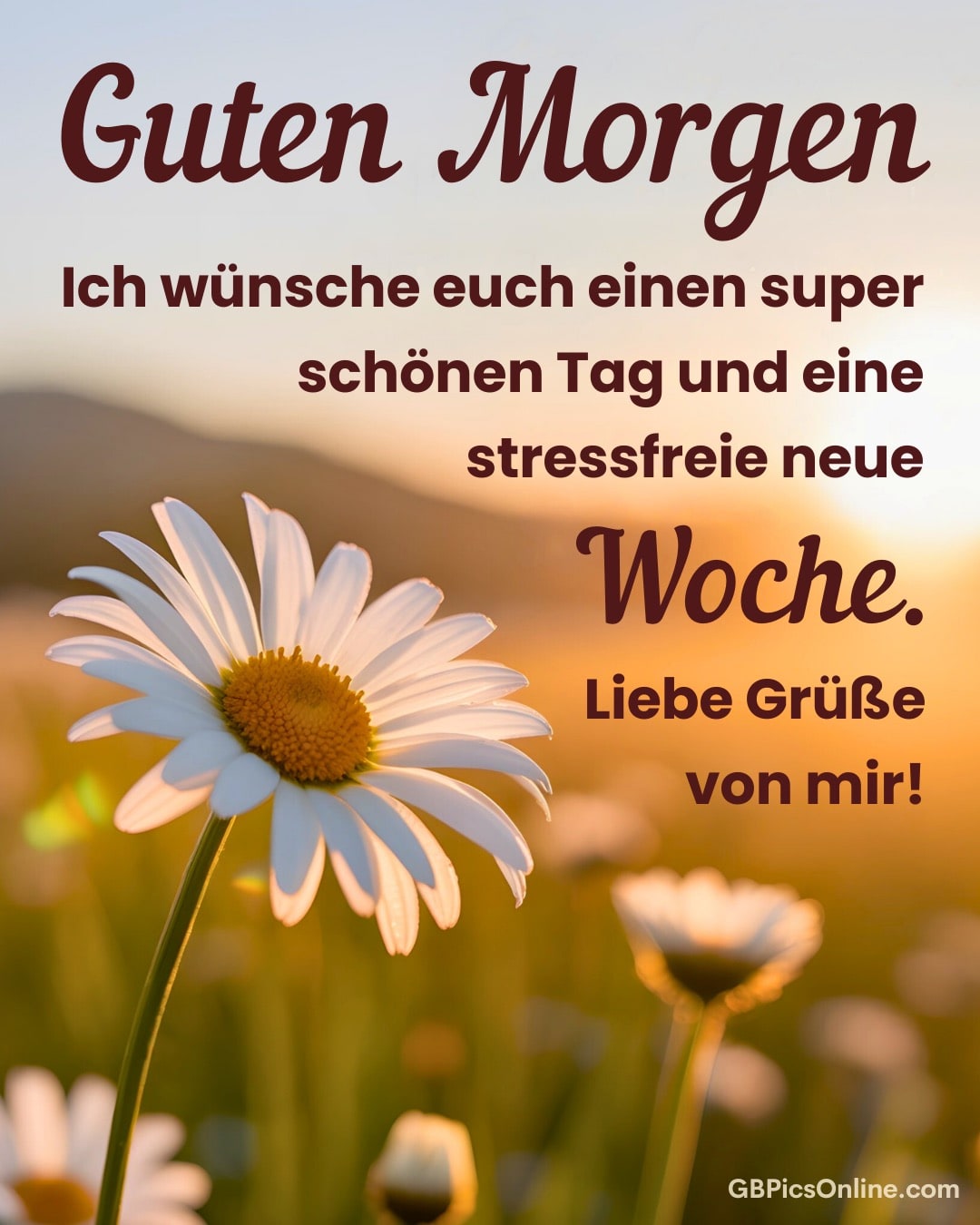 Weiße Margeriten im Sonnenaufgang, dazu ein herzlicher Morgengruß für eine entspannte Woche und liebe Grüße