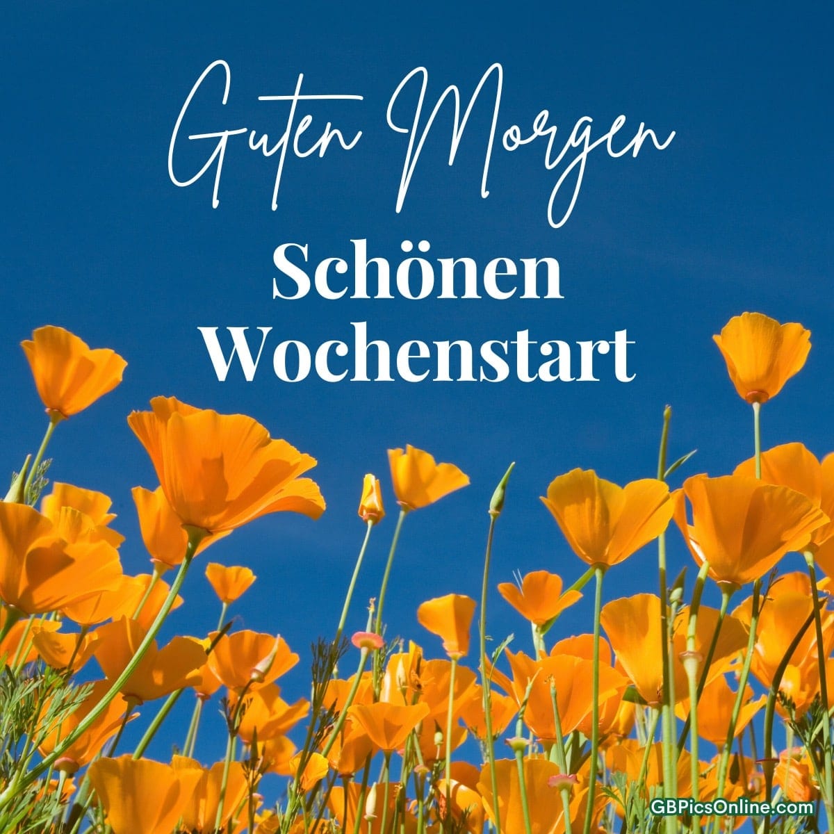 Leuchtend orange Mohnblumen unter blauem Himmel, mit den Worten „Guten Morgen, Schönen Wochenstart“