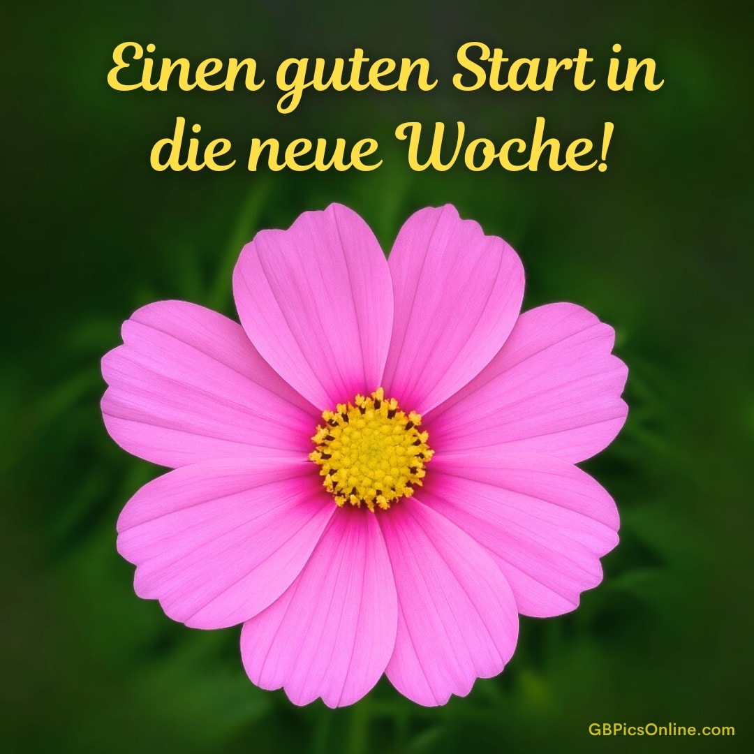 Eine strahlend pinke Blume mit gelbem Zentrum auf grünem Hintergrund