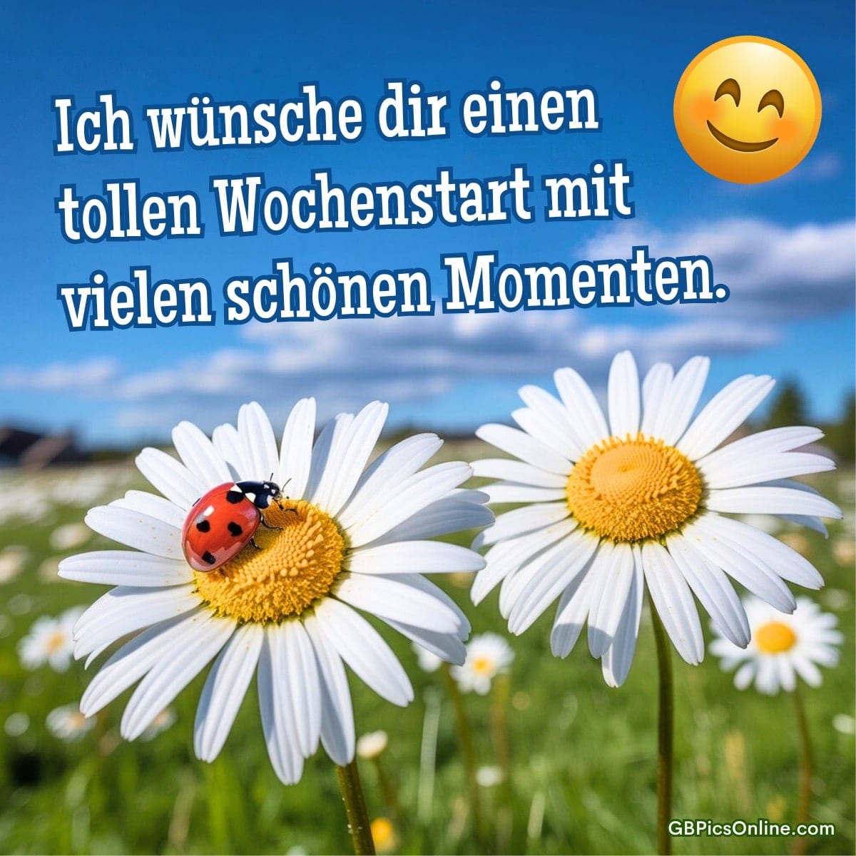Gänseblümchen auf einer Wiese, Marienkäfer auf einer Blüte, Smiley vor blauem Himmel mit Text