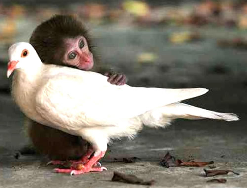 Taube und Affenbaby schmusen