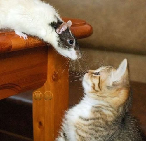Ratte und Katze liefern sich ein...