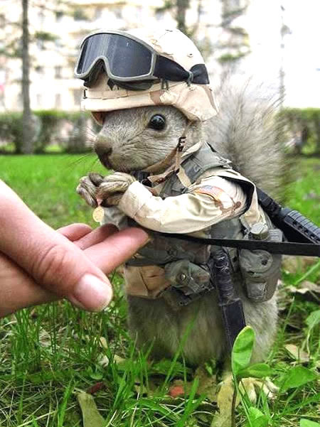 Elite-Eichhörnchen in ziviler Mission...