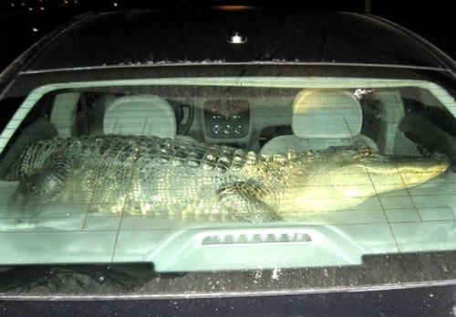 Krokodil belagert ein Auto