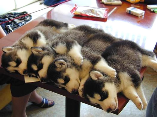 Hunde schlafen in Sandwich-Formation