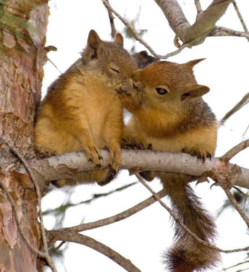 Romantik unter Eichhörnchen