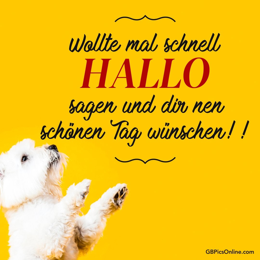 Weißer Hund auf gelbem Hintergrund. Text: „HALLO“ und Wünsche für einen schönen Tag