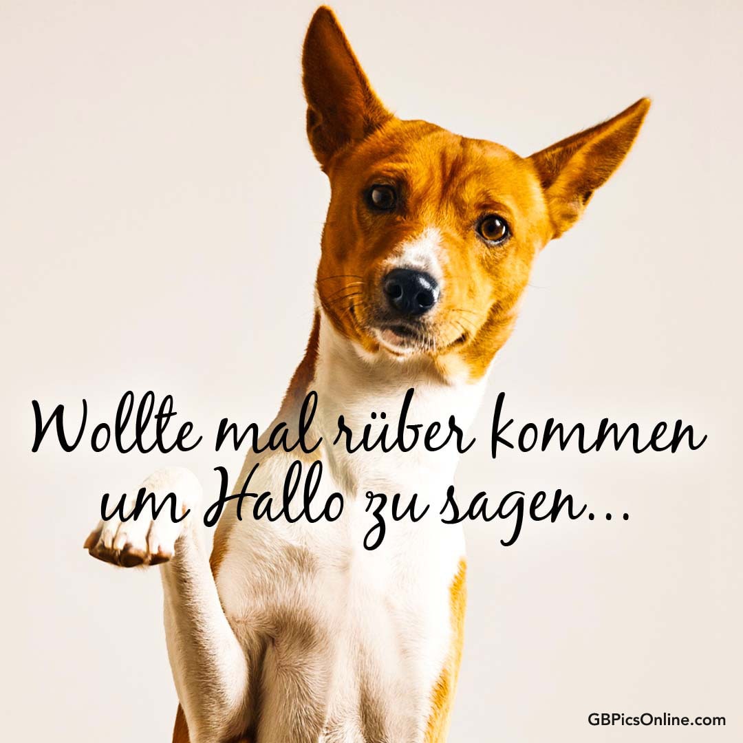 Ein Hund steht auf zwei Beinen und „sagt“ Hallo. Text: „Wollte mal rüber kommen um Hallo zu sagen...“