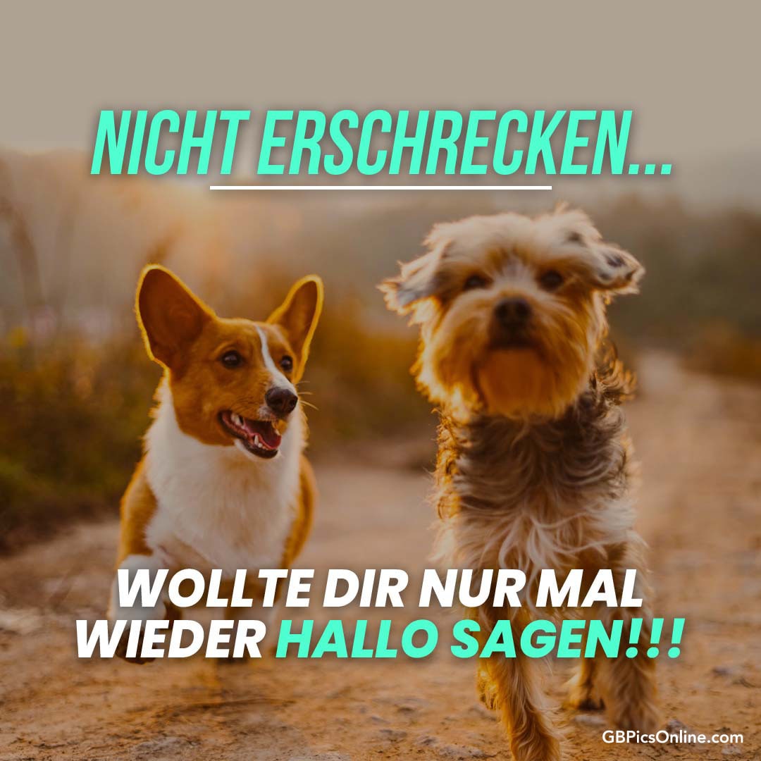 Zwei Hunde und Text: „NICHT ERSCHRECKEN... WOLLTE DIR NUR MAL WIEDER HALLO SAGEN!!!“