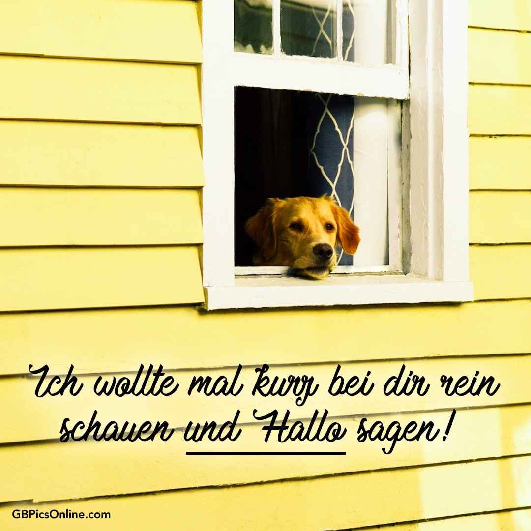Ein Hund schaut aus einem Fenster. Text: „Ich wollte mal kurz bei dir rein schauen und Hallo sagen!“