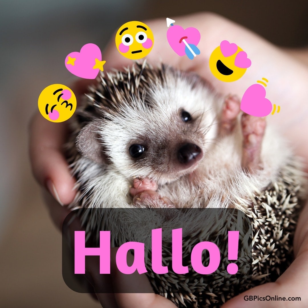 Ein Igel in einer Hand mit Emoji und „Hallo!“ Text