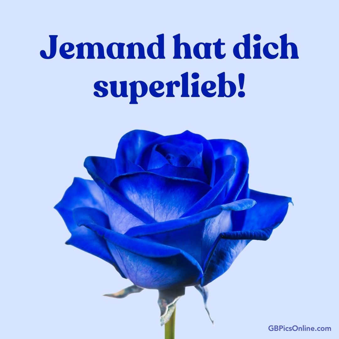Eine blaue Rose mit dem Text „Jemand hat dich superlieb!“ auf blauem Grund