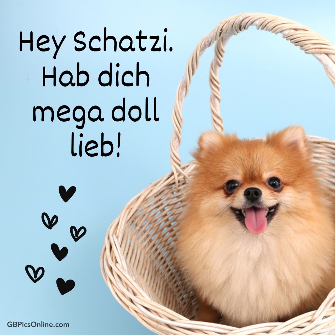 Ein Pomeranian im Korb mit der Aufschrift „Hey Schatzi. Hab dich mega doll lieb!“ und Herzen
