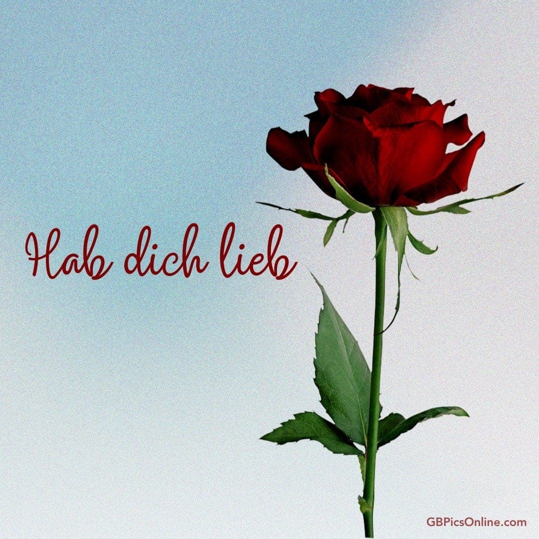 Eine rote Rose mit den Worten „Hab dich lieb“ vor hellem Hintergrund