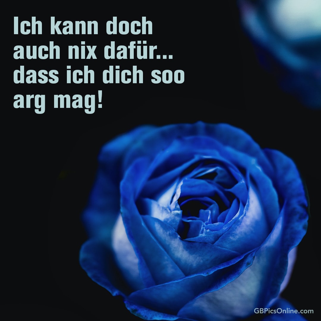 Eine blaue Rose mit Text: „Ich kann doch auch nix dafür... dass ich dich soo arg mag!“